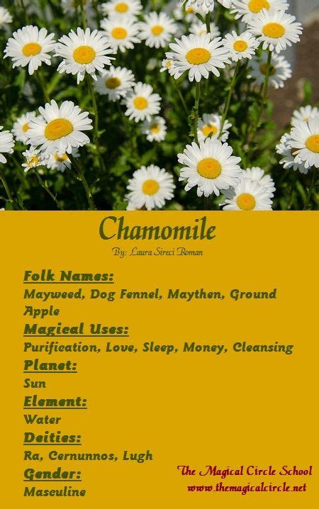 Chamomile: Ancient Medicine for Modern Stress